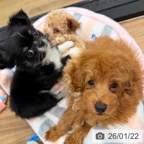 岡山県のチワワ(ロング) (ペッツワン 岡山南店/2025年11月17日生まれ/男の子/ブラッククリームホワイト)の子犬の3枚目の画像