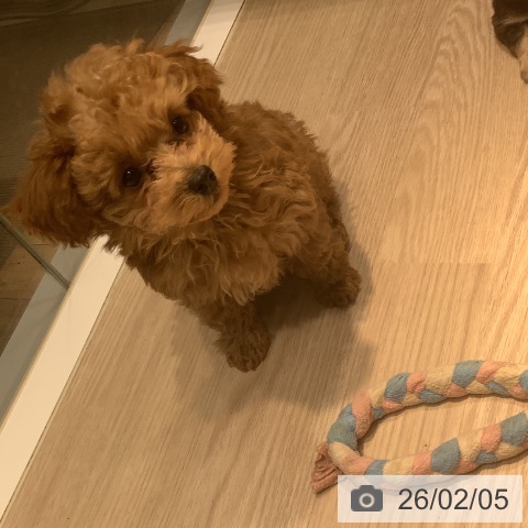 岡山県のトイプードル(トイ) (ペットプラス 岡山店/2025年11月21日生まれ/男の子/アプリコット)の子犬の3枚目の画像