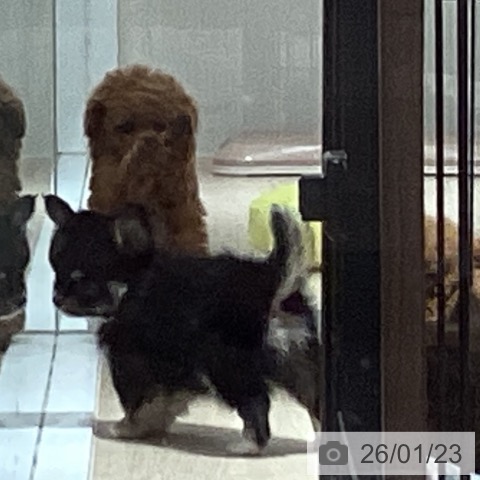 徳島県のトイプードル(トイ) (ペットプラス 徳島店/2025年11月21日生まれ/女の子/レッド)の子犬の4枚目の画像