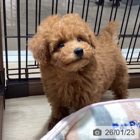 徳島県のトイプードル(トイ) (ペットプラス 徳島店/2025年11月21日生まれ/女の子/レッド)の子犬の3枚目の画像