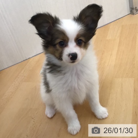 山形県のパピヨン (ペットプラス 天童店/2025年11月20日生まれ/男の子/ホワイトブラウン)の子犬の3枚目の画像