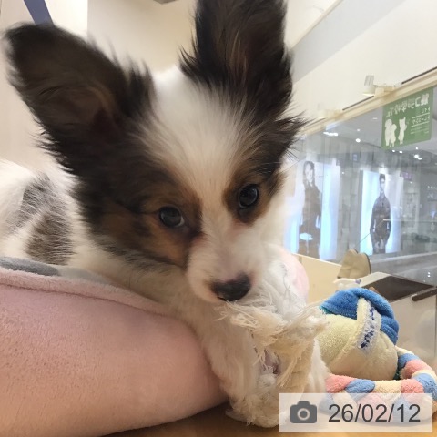 山形県のパピヨン (ペットプラス 天童店/2025年11月20日生まれ/男の子/ホワイトブラウン)の子犬の4枚目の画像