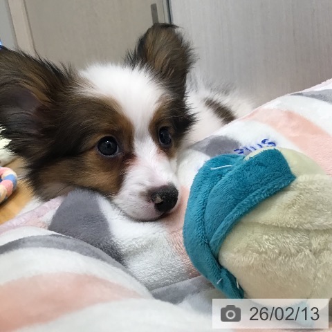 山形県のパピヨン (ペットプラス 天童店/2025年11月20日生まれ/男の子/ホワイトブラウン)の子犬の3枚目の画像