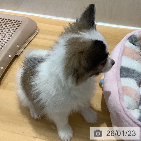 山梨県のパピヨン (ペットプラス 甲府昭和店/2025年11月20日生まれ/男の子/ホワイトブラウン)の子犬の4枚目の画像