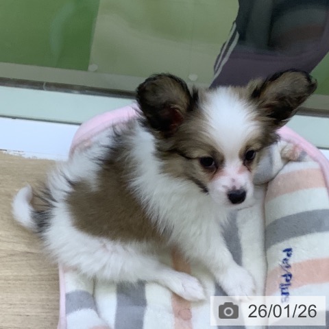 山梨県のパピヨン (ペットプラス 甲府昭和店/2025年11月20日生まれ/男の子/ホワイトブラウン)の子犬の3枚目の画像