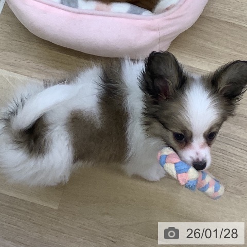 山梨県のパピヨン (ペットプラス 甲府昭和店/2025年11月20日生まれ/男の子/ホワイトブラウン)の子犬の4枚目の画像