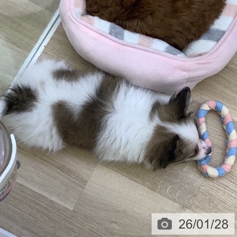 山梨県のパピヨン (ペットプラス 甲府昭和店/2025年11月20日生まれ/男の子/ホワイトブラウン)の子犬の3枚目の画像