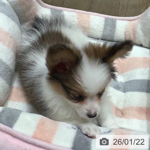 埼玉県のパピヨン (ペットプラス ららぽーと富士見店/2025年11月20日生まれ/男の子/ホワイトブラウン)の子犬の3枚目の画像