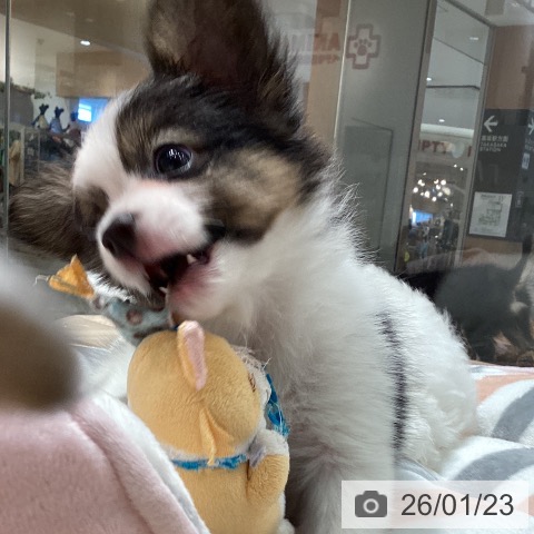 埼玉県のパピヨン (ペットプラス ピオニウォーク東松山店/2025年11月20日生まれ/男の子/トライカラー)の子犬の4枚目の画像