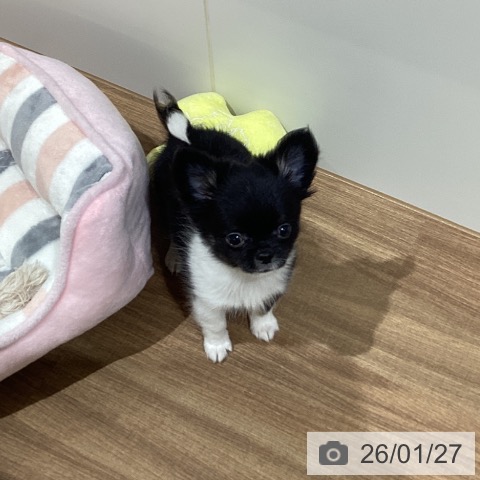 鳥取県のチワワ(ロング) (ペッツワン 日吉津店/2025年11月13日生まれ/男の子/ブラックホワイト)の子犬の4枚目の画像