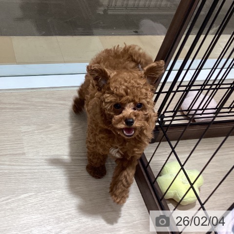 徳島県のトイプードル(トイ) (ペットプラス 徳島店/2025年11月21日生まれ/男の子/レッドフォーン)の子犬の3枚目の画像