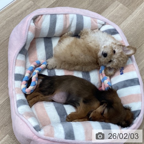 愛媛県のトイプードル(トイ) (ペットプラス 新居浜店/2025年11月18日生まれ/男の子/クリーム)の子犬の3枚目の画像