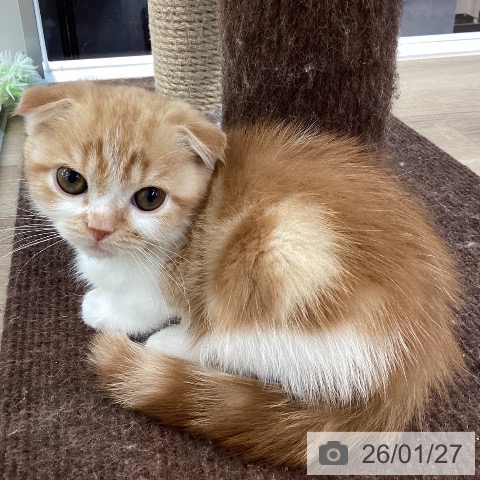 愛媛県のスコティッシュフォールド (ペットプラス 新居浜店/2025年11月14日生まれ/男の子/クリームタビーホワイト)の子猫の3枚目の画像