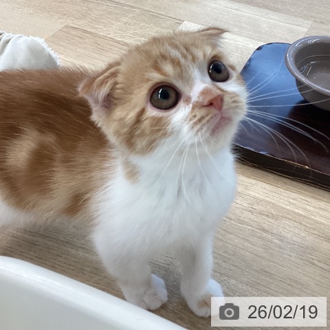 愛媛県のスコティッシュフォールド (ペットプラス 新居浜店/2025年11月14日生まれ/男の子/クリームタビーホワイト)の子猫の4枚目の画像