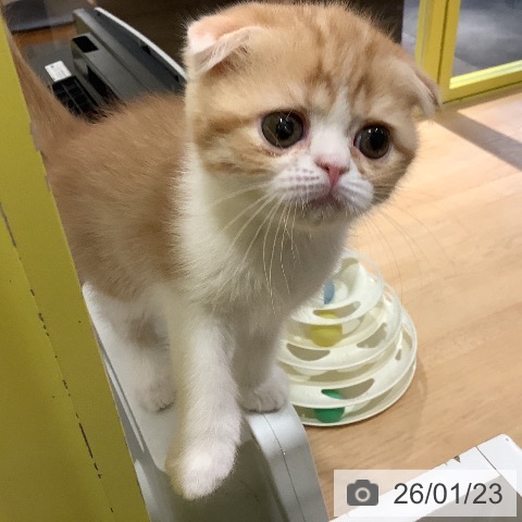 岡山県のスコティッシュフォールド (ペットプラス 岡山店/2025年11月14日生まれ/女の子/カメオタビーホワイト)の子猫の3枚目の画像