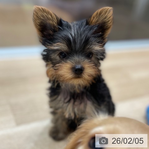 ヨークシャー・テリアの写真