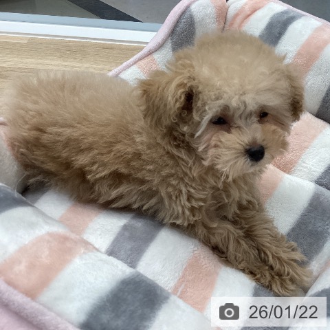 愛媛県のトイプードル(トイ) (ペットプラス 新居浜店/2025年11月11日生まれ/女の子/アプリコット)の子犬の3枚目の画像