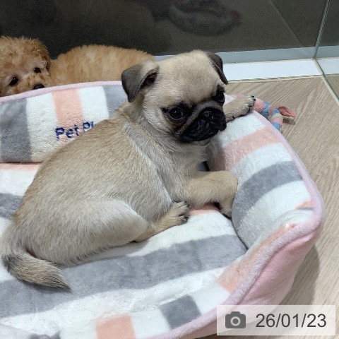 岡山県のパグ (ペットプラス 岡山店/2025年11月22日生まれ/女の子/フォーン)の子犬の3枚目の画像