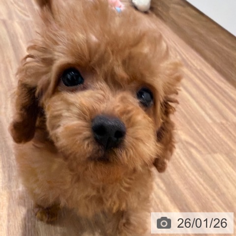 岡山県のトイプードル(トイ) (ペッツワン 岡山南店/2025年11月13日生まれ/男の子/アプリコット)の子犬の4枚目の画像