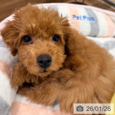 岡山県のトイプードル(トイ) (ペッツワン 岡山南店/2025年11月13日生まれ/男の子/アプリコット)の子犬の3枚目の画像