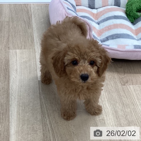 トイ・プードルの写真