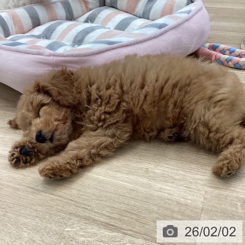 トイ・プードルの写真