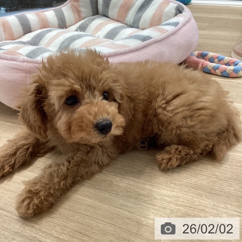 愛媛県のトイプードル(トイ) (ペットプラス 新居浜店/2025年11月22日生まれ/男の子/アプリコット)の子犬の4枚目の画像