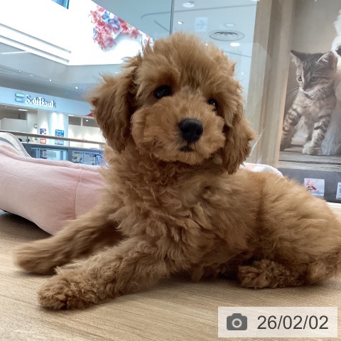 愛媛県のトイプードル(トイ) (ペットプラス 新居浜店/2025年11月22日生まれ/男の子/アプリコット)の子犬の3枚目の画像