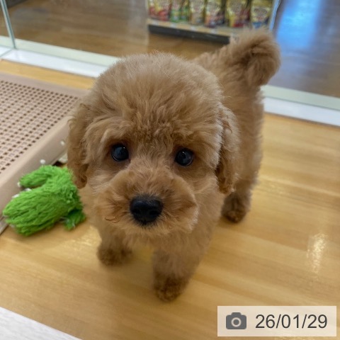 香川県のトイプードル(トイ) (ペットプラス 高松店/2025年11月22日生まれ/男の子/アプリコット)の子犬の4枚目の画像