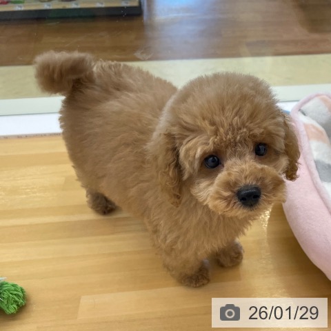 香川県のトイプードル(トイ) (ペットプラス 高松店/2025年11月22日生まれ/男の子/アプリコット)の子犬の3枚目の画像
