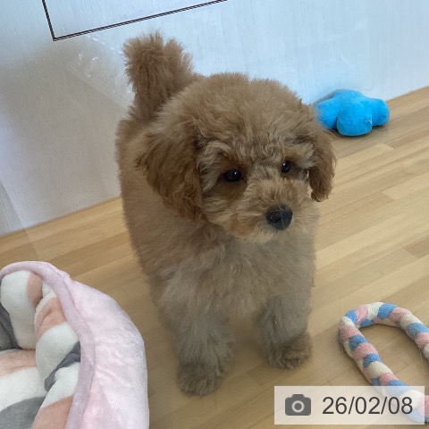 香川県のトイプードル(トイ) (ペットプラス 高松店/2025年11月22日生まれ/男の子/アプリコット)の子犬の3枚目の画像