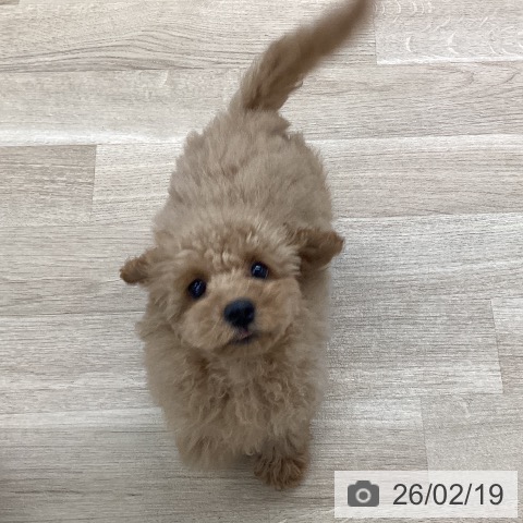 愛媛県のトイプードル(トイ) (ペットプラス 新居浜店/2025年11月22日生まれ/男の子/アプリコット)の子犬の3枚目の画像