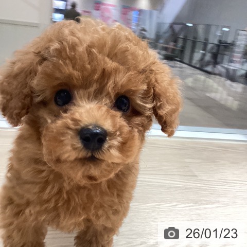 徳島県のトイプードル(トイ) (ペットプラス 徳島店/2025年11月22日生まれ/男の子/アプリコット)の子犬の4枚目の画像