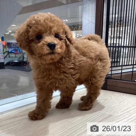 徳島県のトイプードル(トイ) (ペットプラス 徳島店/2025年11月22日生まれ/男の子/アプリコット)の子犬の3枚目の画像