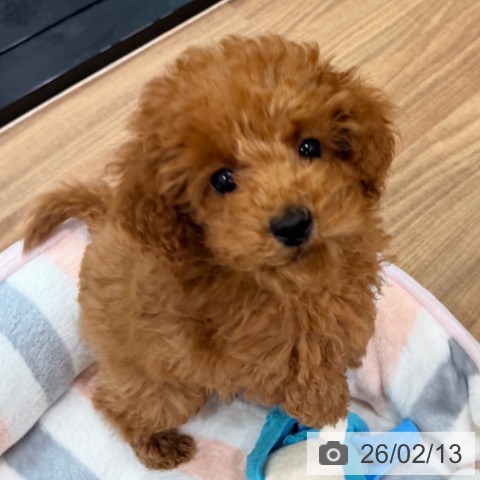 岡山県のトイプードル(トイ) (ペッツワン 岡山南店/2025年11月22日生まれ/男の子/アプリコット)の子犬の3枚目の画像