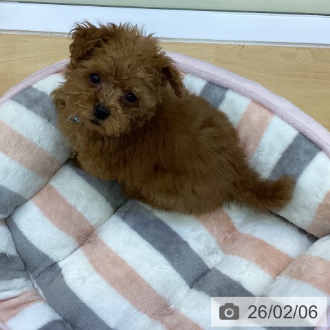 香川県のトイプードル(トイ) (ペットプラス 綾川店/2025年11月20日生まれ/男の子/アプリコット)の子犬の3枚目の画像