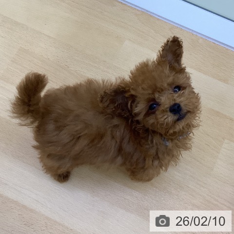 香川県のトイプードル(トイ) (ペットプラス 綾川店/2025年11月20日生まれ/男の子/アプリコット)の子犬の4枚目の画像