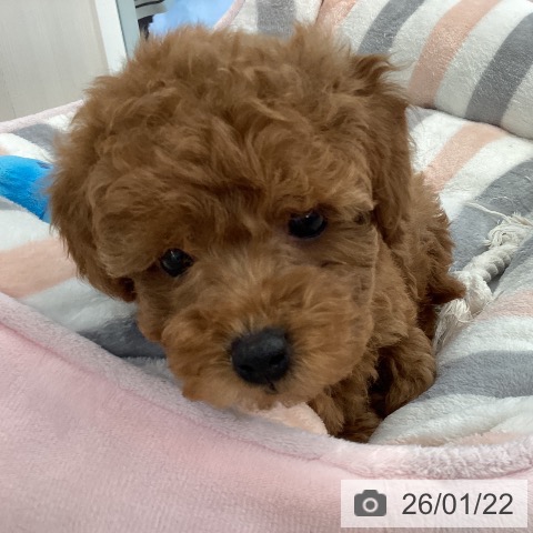 愛媛県のトイプードル(トイ) (ペットプラス 新居浜店/2025年11月20日生まれ/女の子/アプリコット)の子犬の3枚目の画像