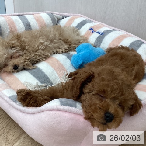 愛媛県のトイプードル(トイ) (ペットプラス 新居浜店/2025年11月20日生まれ/女の子/アプリコット)の子犬の3枚目の画像