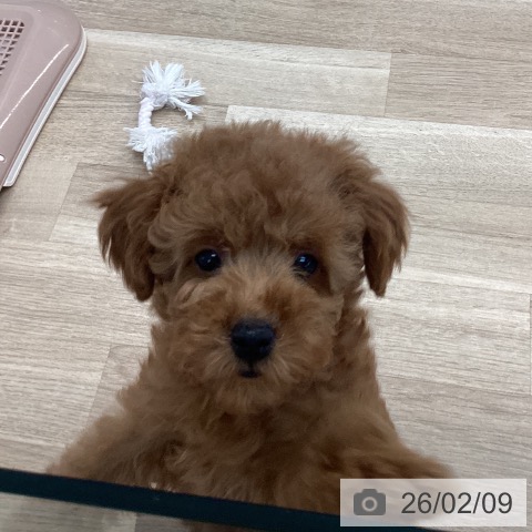 愛媛県のトイプードル(トイ) (ペットプラス 新居浜店/2025年11月20日生まれ/女の子/アプリコット)の子犬の3枚目の画像