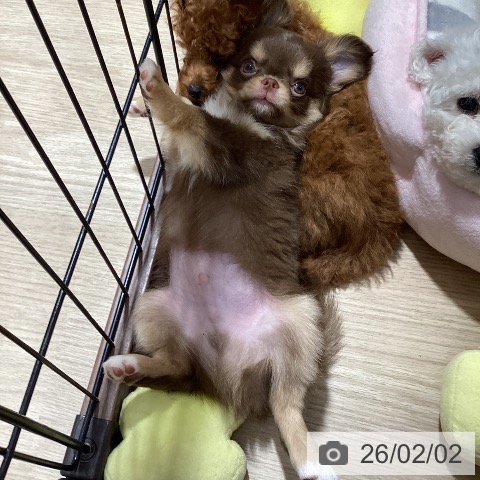 徳島県のチワワ(ロング) (ペットプラス 徳島店/2025年11月22日生まれ/男の子/チョコレートタンホワイト)の子犬の3枚目の画像