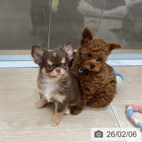 徳島県のチワワ(ロング) (ペットプラス 徳島店/2025年11月22日生まれ/男の子/チョコレートタンホワイト)の子犬の3枚目の画像