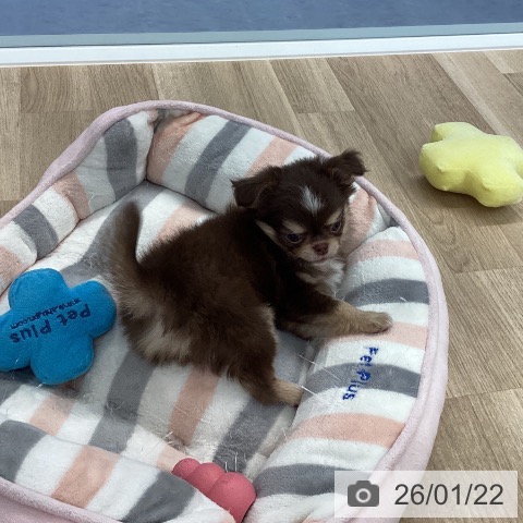 愛媛県のチワワ(ロング) (ペットプラス 新居浜店/2025年11月22日生まれ/男の子/チョコレートクリームホワイト)の子犬の4枚目の画像