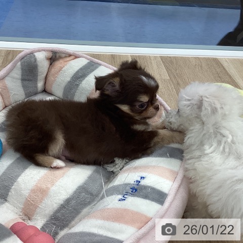 愛媛県のチワワ(ロング) (ペットプラス 新居浜店/2025年11月22日生まれ/男の子/チョコレートクリームホワイト)の子犬の3枚目の画像