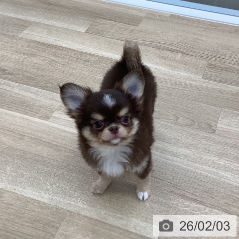 愛媛県のチワワ(ロング) (ペットプラス 新居浜店/2025年11月22日生まれ/男の子/チョコレートクリームホワイト)の子犬の4枚目の画像