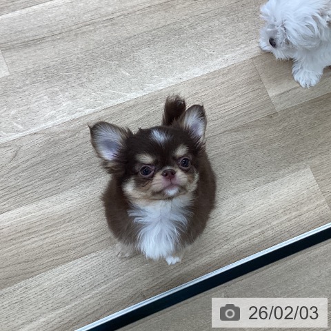 愛媛県のチワワ(ロング) (ペットプラス 新居浜店/2025年11月22日生まれ/男の子/チョコレートクリームホワイト)の子犬の3枚目の画像