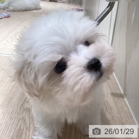 徳島県のマルチーズ (ペットプラス 徳島店/2025年11月26日生まれ/女の子/ホワイト)の子犬の3枚目の画像