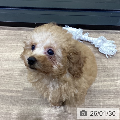 鳥取県のトイプードル(トイ) (ペッツワン 日吉津店/2025年11月23日生まれ/男の子/レッド)の子犬の4枚目の画像