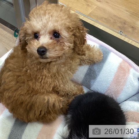 鳥取県のトイプードル(トイ) (ペッツワン 日吉津店/2025年11月23日生まれ/男の子/レッド)の子犬の3枚目の画像