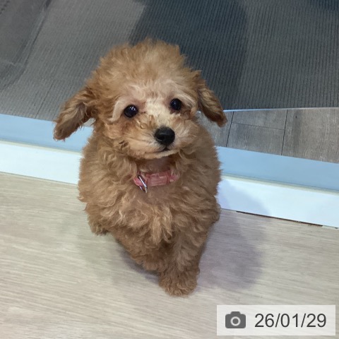 岡山県のトイプードル(トイ) (ペットプラス 岡山店/2025年11月23日生まれ/女の子/レッド)の子犬の4枚目の画像